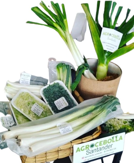 AGROCEBOLLA SANTANDER